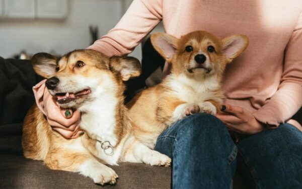 Cachorro não tem pensão: TJSC nega rateio de despesas após separação