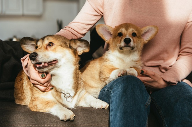Cachorro não tem pensão: TJSC nega rateio de despesas após separação